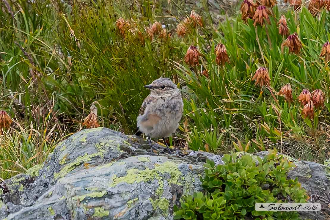 Oenanthe oenanthe: Culbianco (giovane immaturo); Northern Wheatear (juvenilis)
