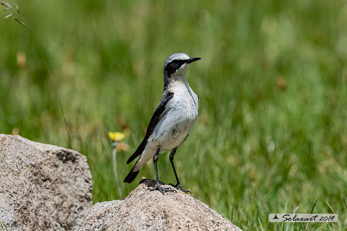 Oenanthe oenanthe: Culbianco (maschio); Northern Wheatear (male)
