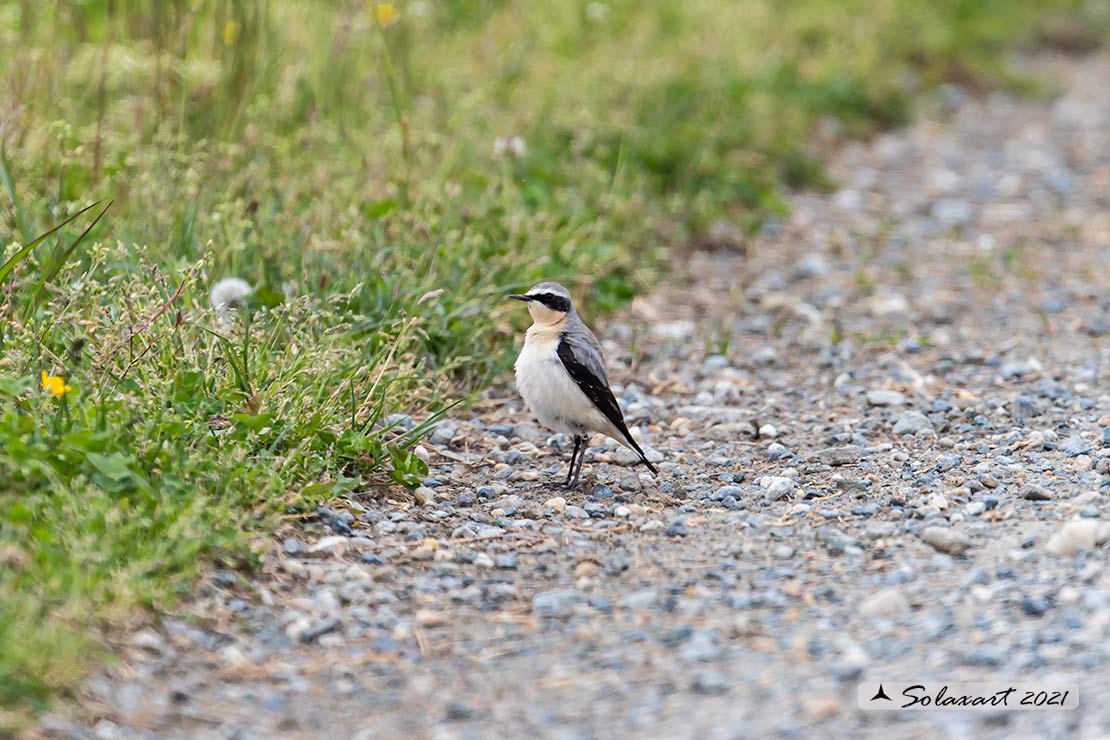 Oenanthe oenanthe: Culbianco (maschio); Northern Wheatear (male)
