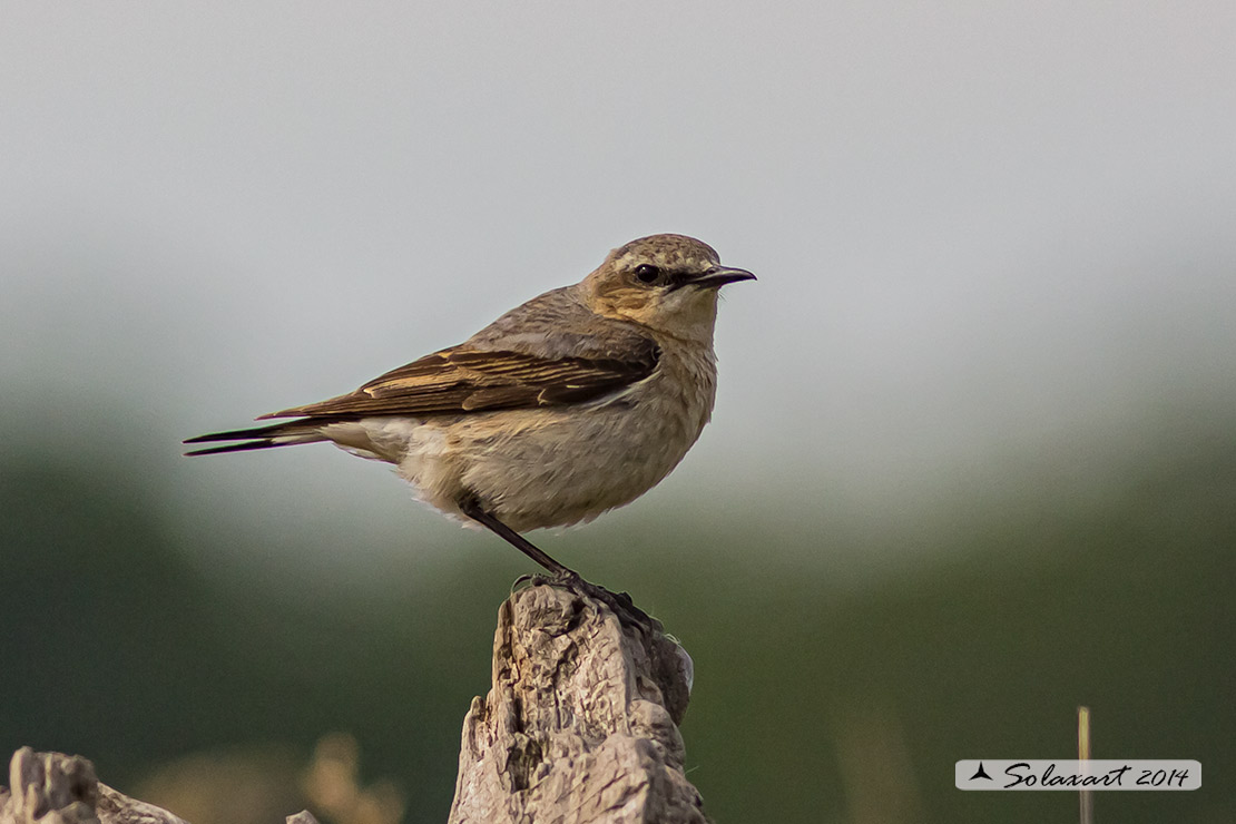 Oenanthe oenanthe: Culbianco (femmina); Northern Wheatear (female)
