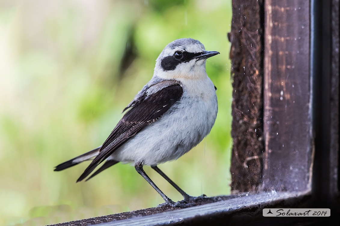 Oenanthe oenanthe: Culbianco (maschio); Northern Wheatear (male)