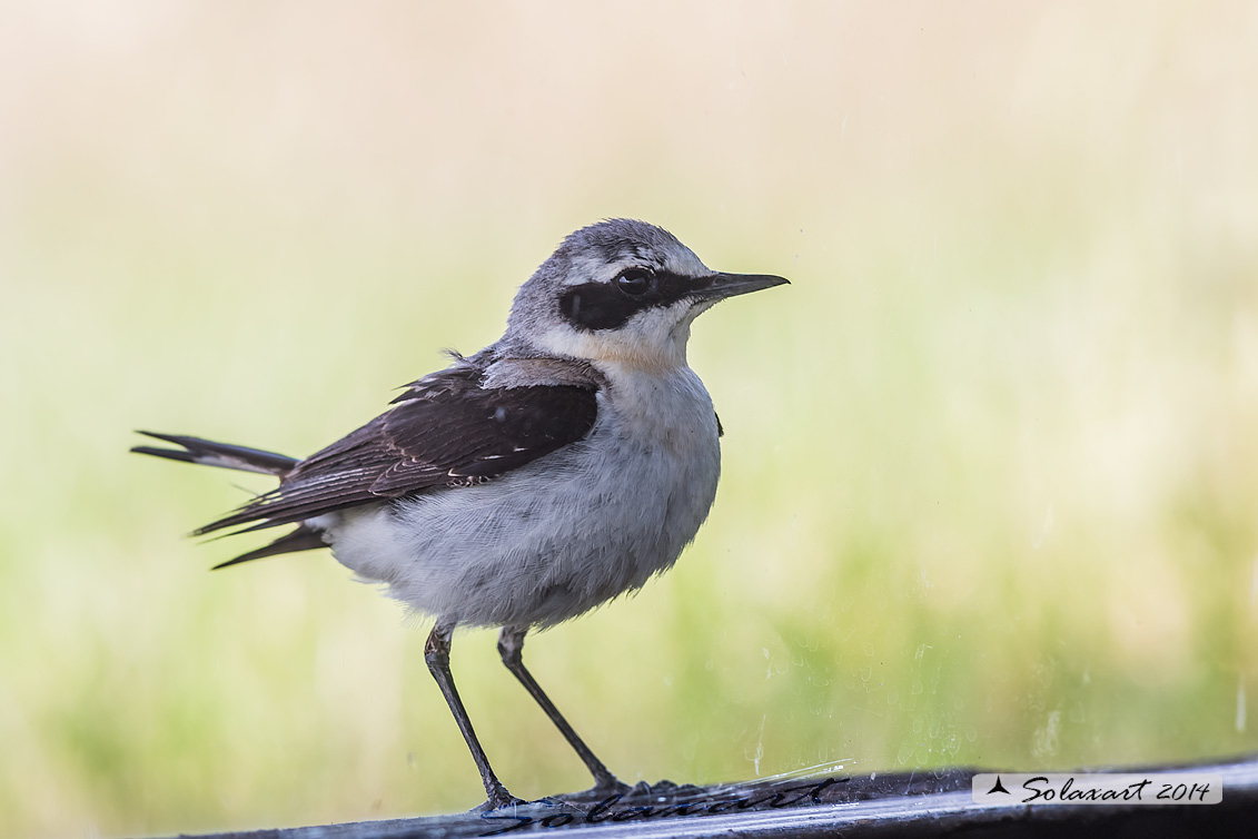 Oenanthe oenanthe: Culbianco (maschio); Northern Wheatear (male)