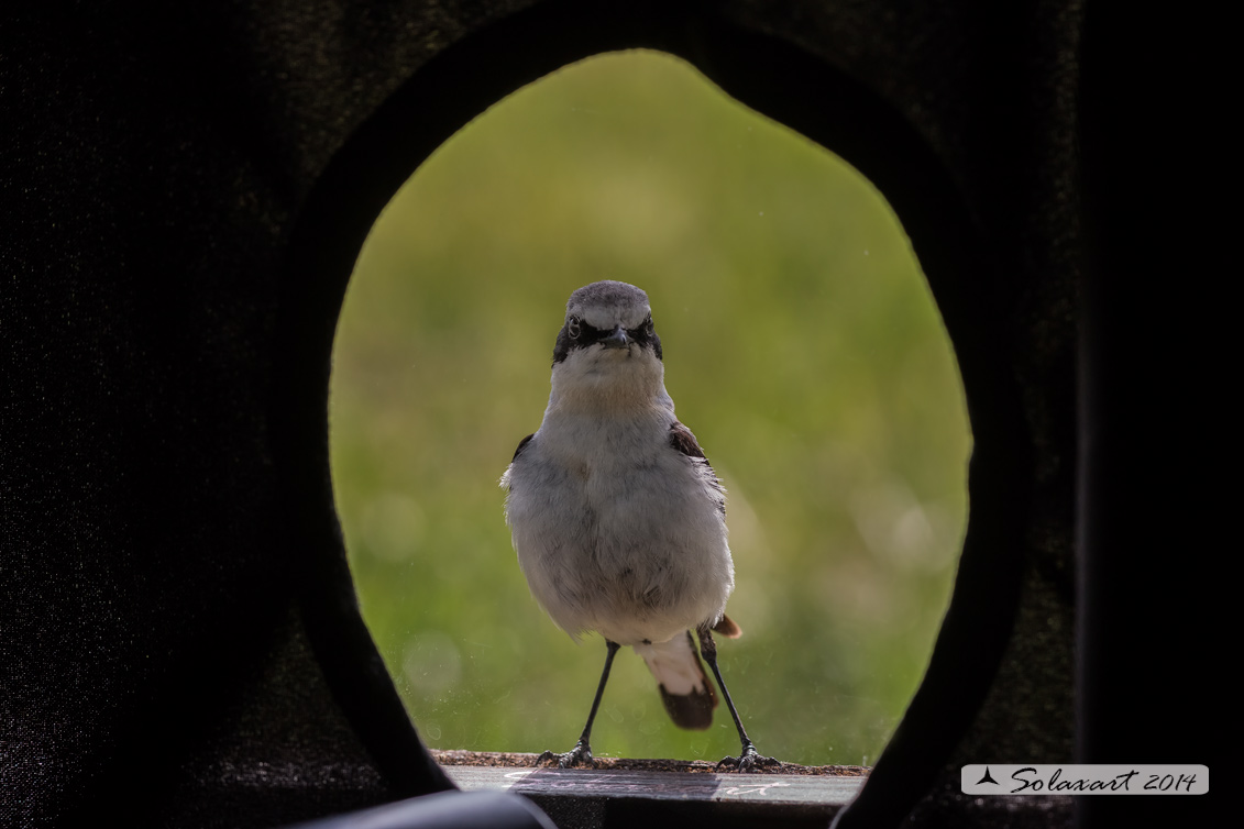 Oenanthe oenanthe: Culbianco (maschio); Northern Wheatear (male)