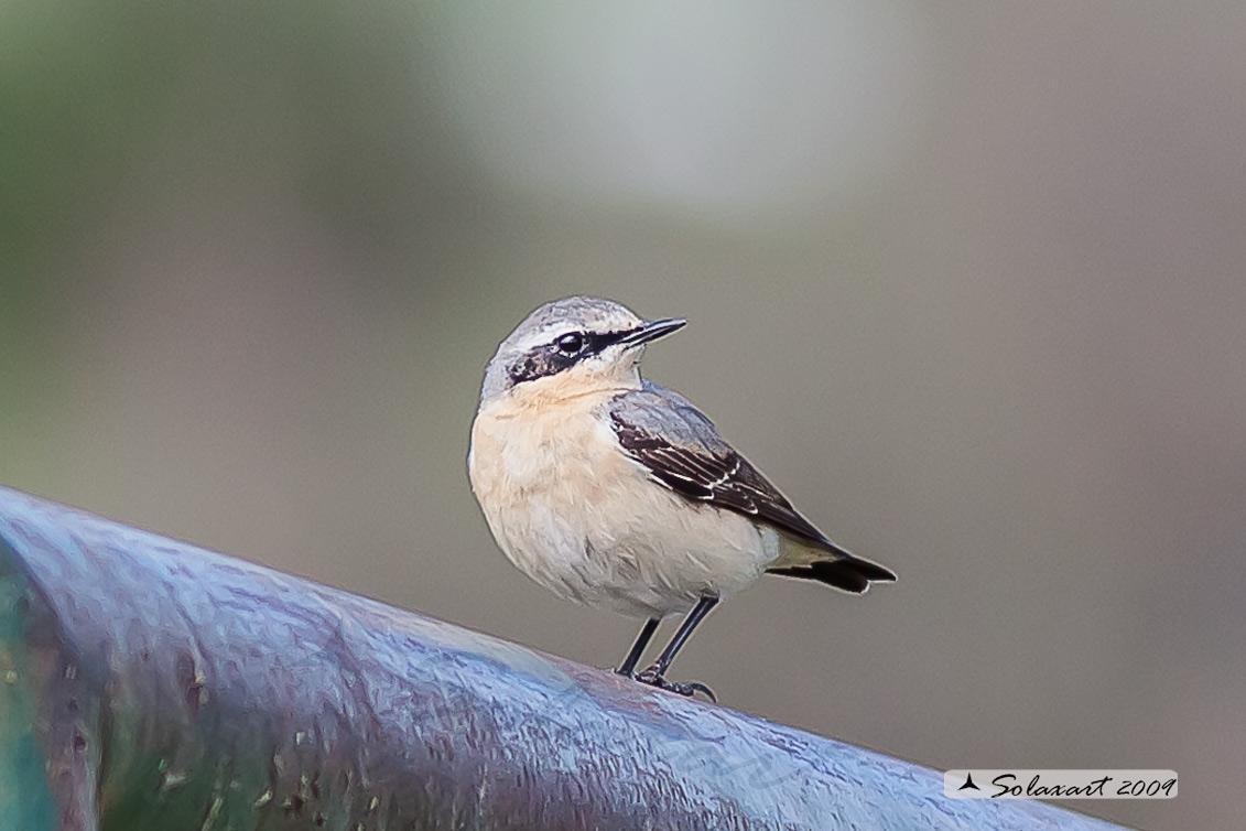 Oenanthe oenanthe: Culbianco (maschio); Northern Wheatear (male)