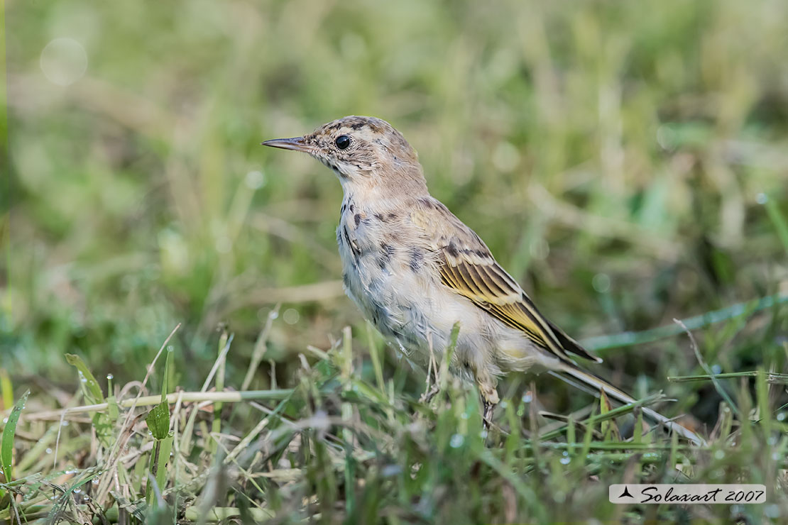 Motacilla flava: Cutrettola (immaturo) ;  Western yellow wagtail (juvenile)