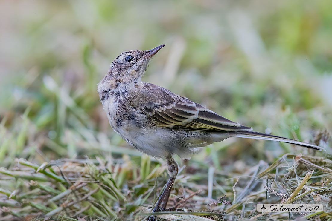 Motacilla flava: Cutrettola (immaturo) ;  Western yellow wagtail (juvenile)