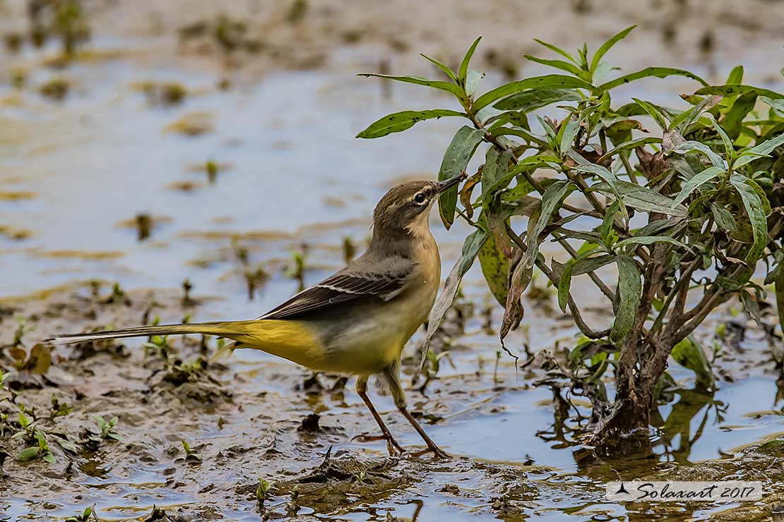 Motacilla flava: Cutrettola; Western yellow wagtail