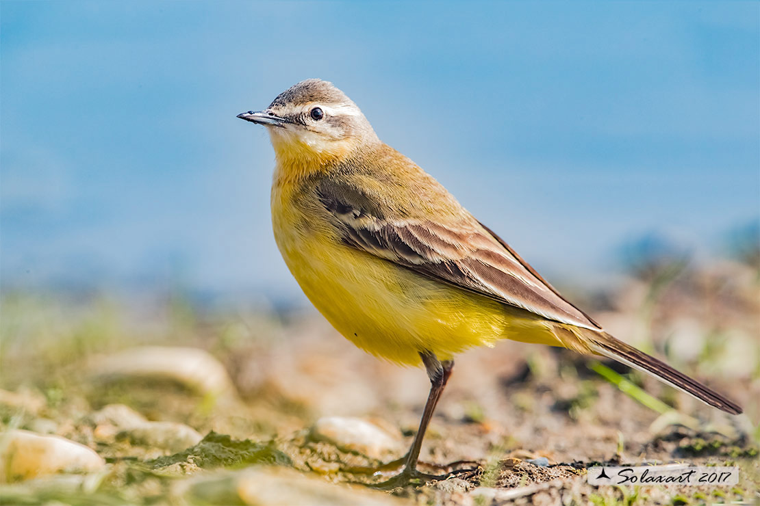Motacilla flava: Cutrettola; Western yellow wagtail
