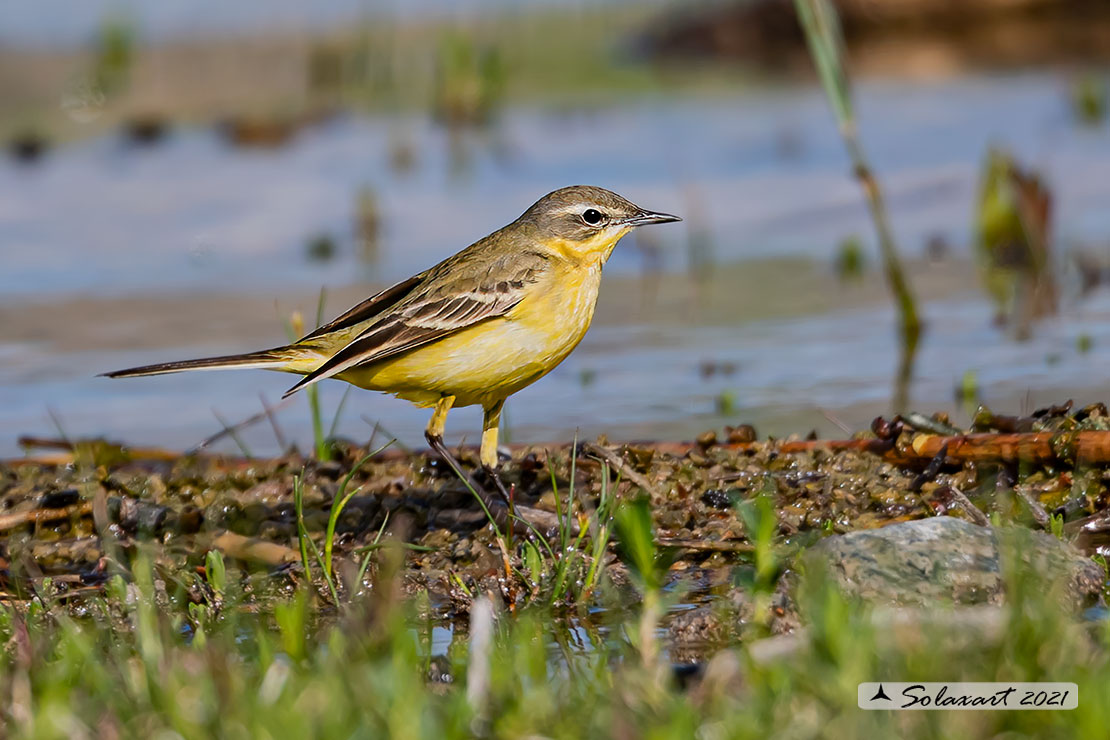 Motacilla flava: Cutrettola; Western yellow wagtail