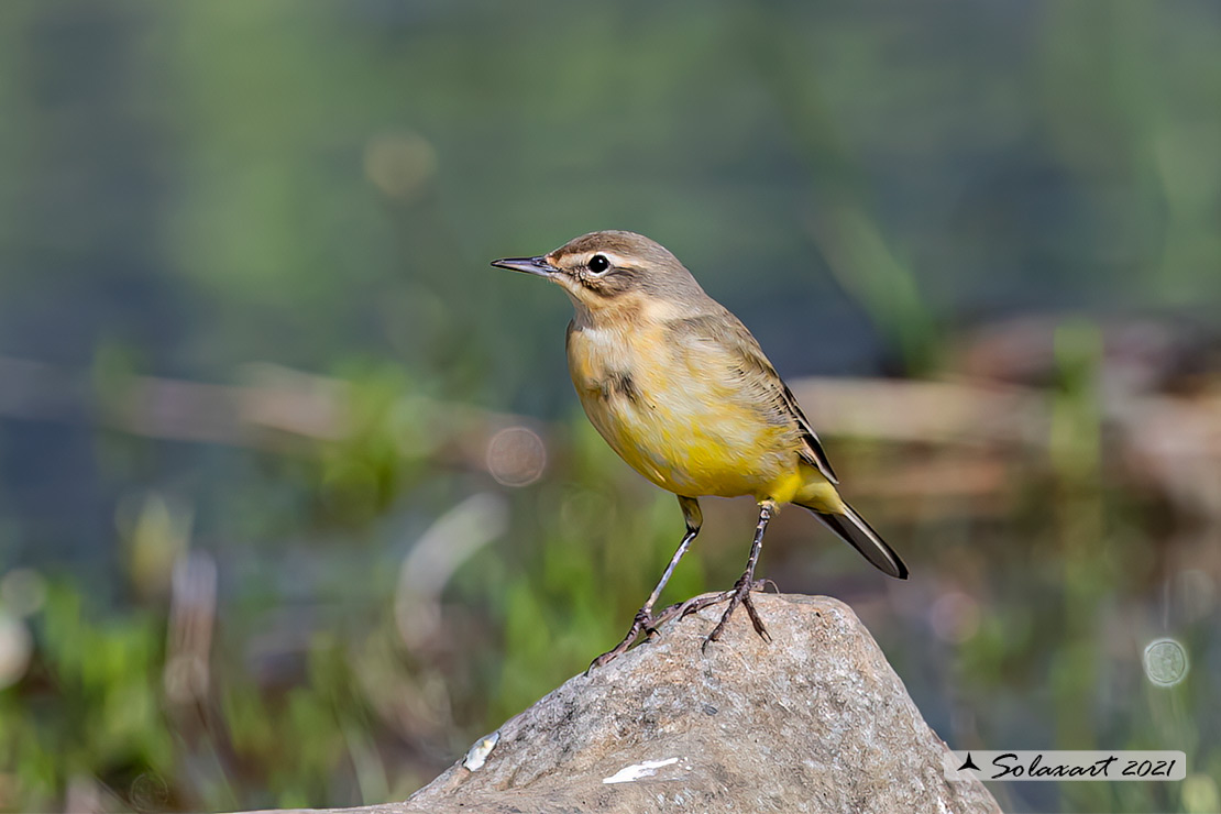 Motacilla flava: Cutrettola; Western yellow wagtail