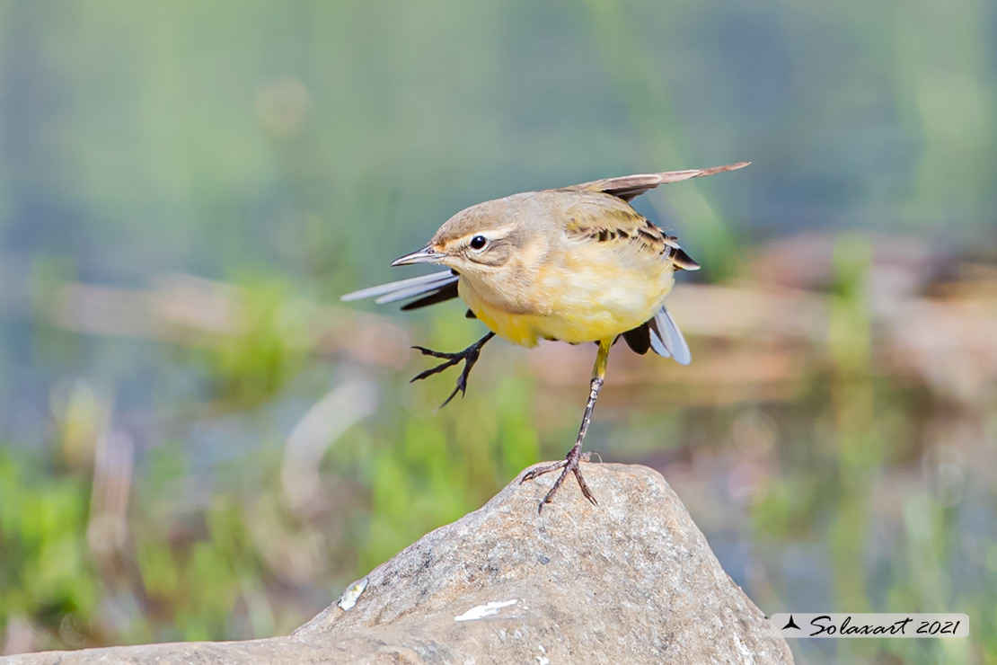 Motacilla flava: Cutrettola; Western yellow wagtail