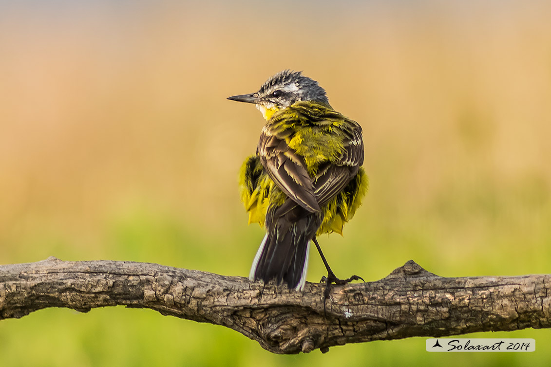 Motacilla flava: Cutrettola; Western yellow wagtail
