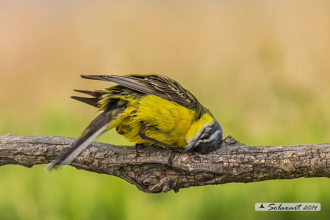 Motacilla flava: Cutrettola; Western yellow wagtail