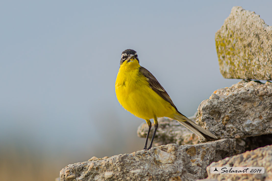 Motacilla flava: Cutrettola; Western yellow wagtail
