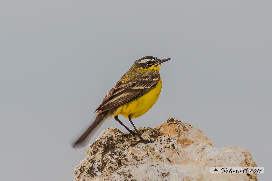 Motacilla flava: Cutrettola; Western yellow wagtail