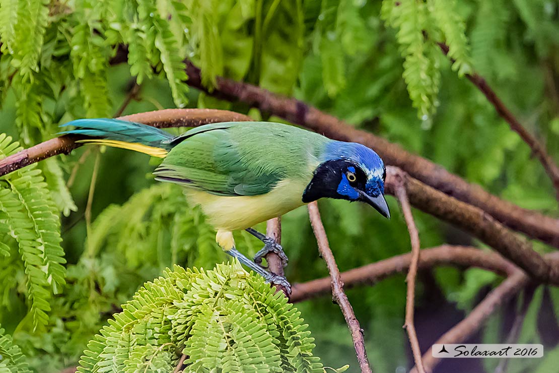 Cyanocorax luxuosus maya :   Gazza verde maya ;  Green jay