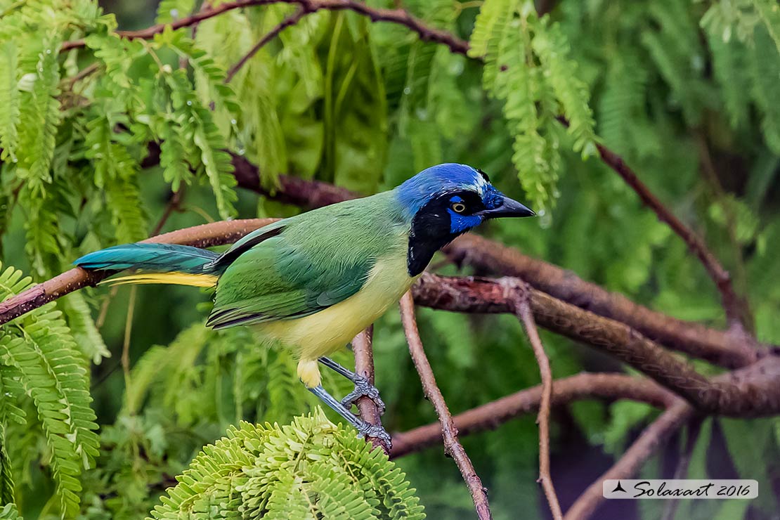 Cyanocorax luxuosus maya :   Gazza verde maya ;  Green jay