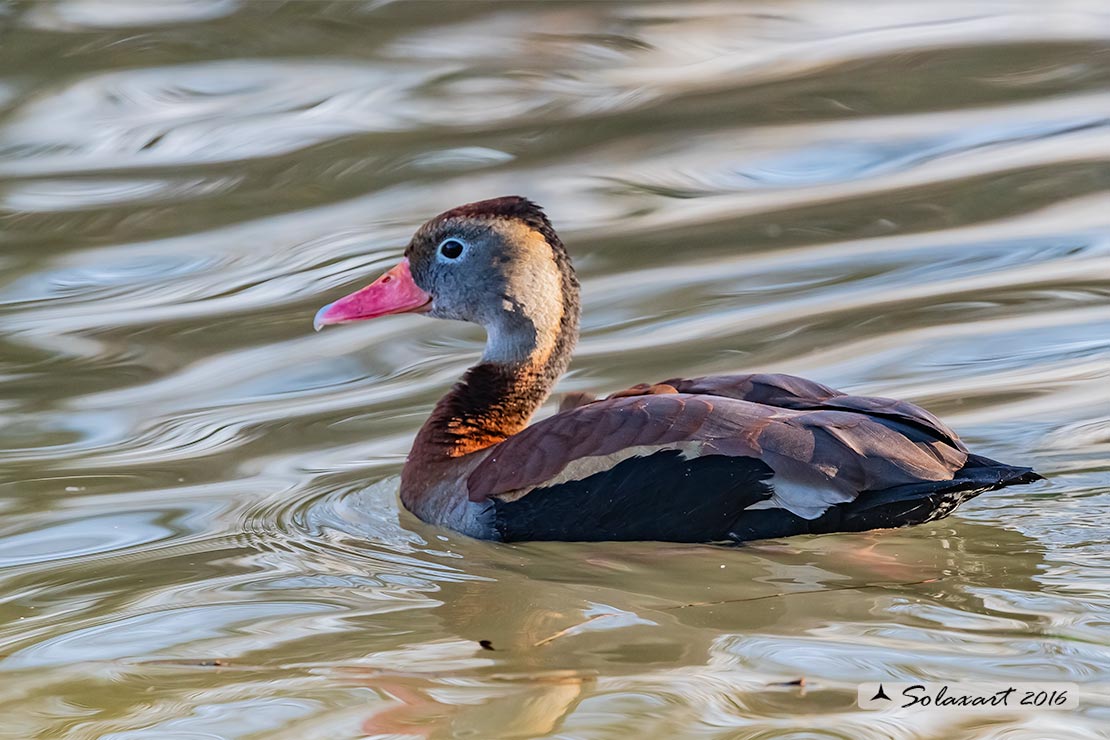 Dendrocygna autumnalis; Dendrocigna pancianera; Black-bellied whistling duck