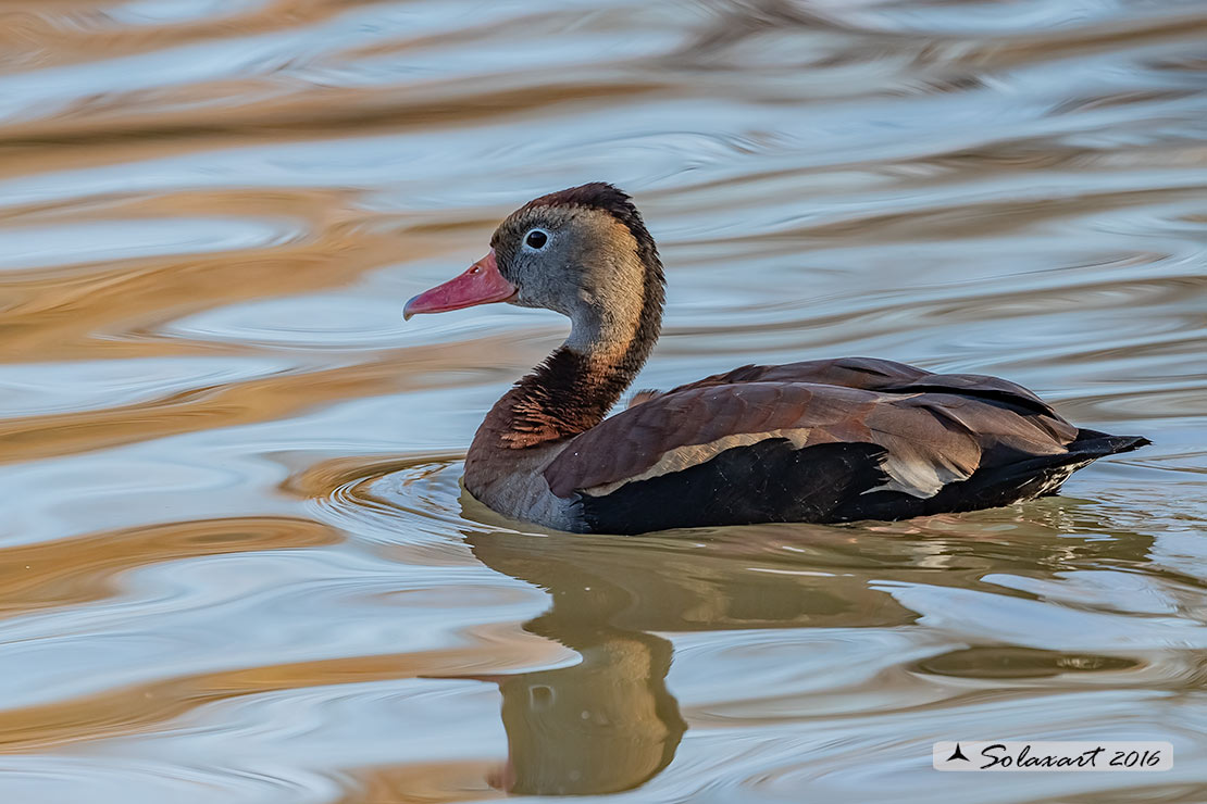 Dendrocygna autumnalis; Dendrocigna pancianera; Black-bellied whistling duck