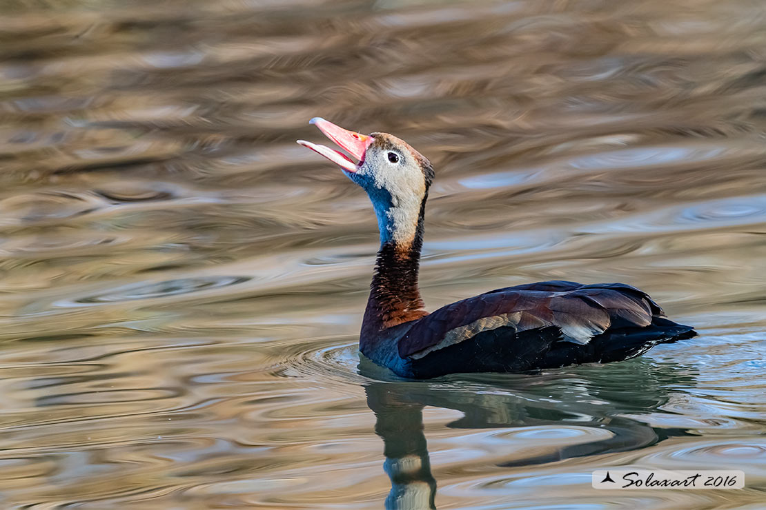 Dendrocygna autumnalis; Dendrocigna pancianera; Black-bellied whistling duck