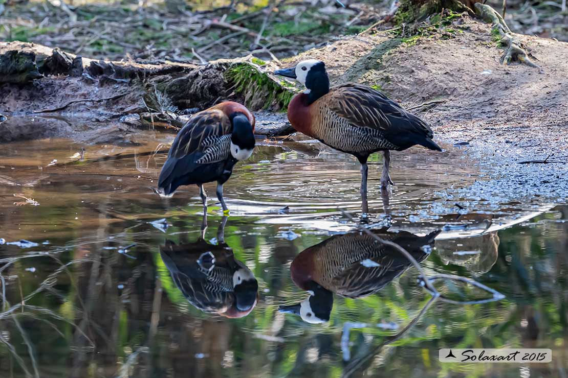 Dendrocygna viduata; Dendrocigna facciabianca; White-faced whistling duck