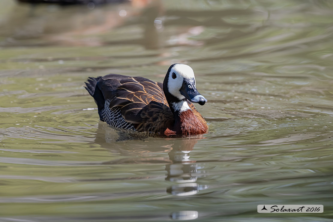 Dendrocygna viduata; Dendrocigna facciabianca; White-faced whistling duck