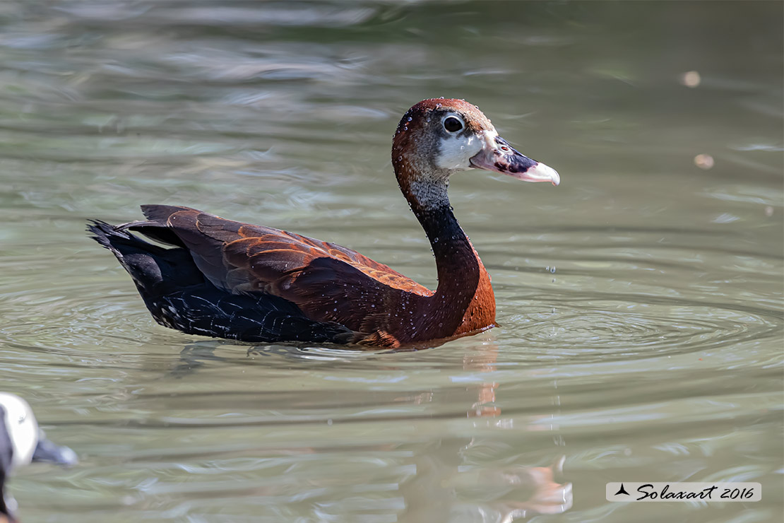 Dendrocygna viduata; Dendrocigna facciabianca; White-faced whistling duck