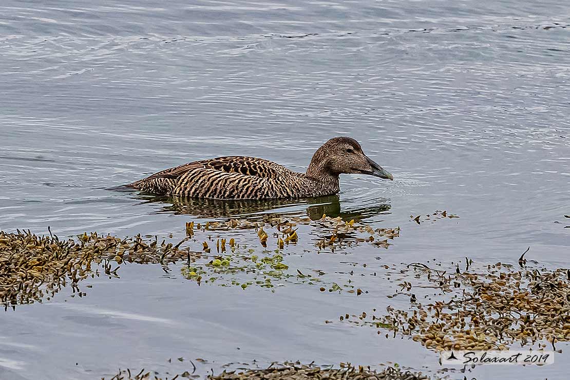 Somateria mollissima: Edredone (maschio); Common eider (male)