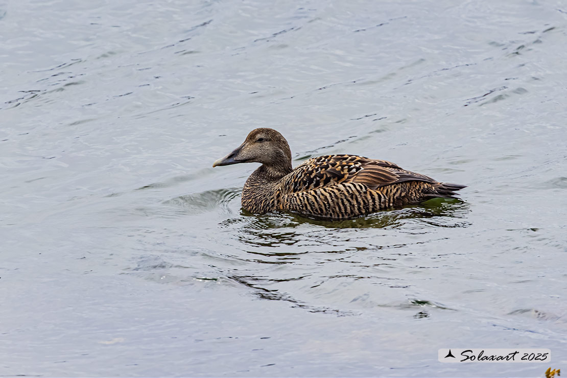 Somateria mollissima: Edredone (maschio); Common eider (male)