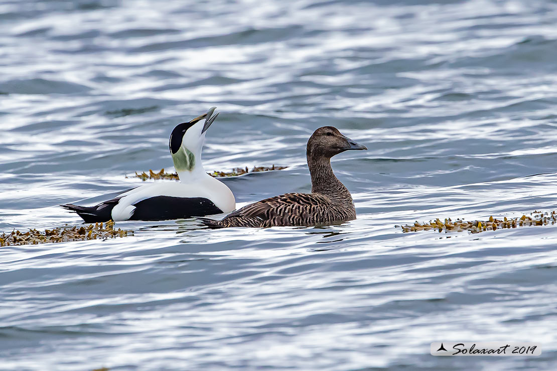 Somateria mollissima: Edredone (maschio); Common eider (male)