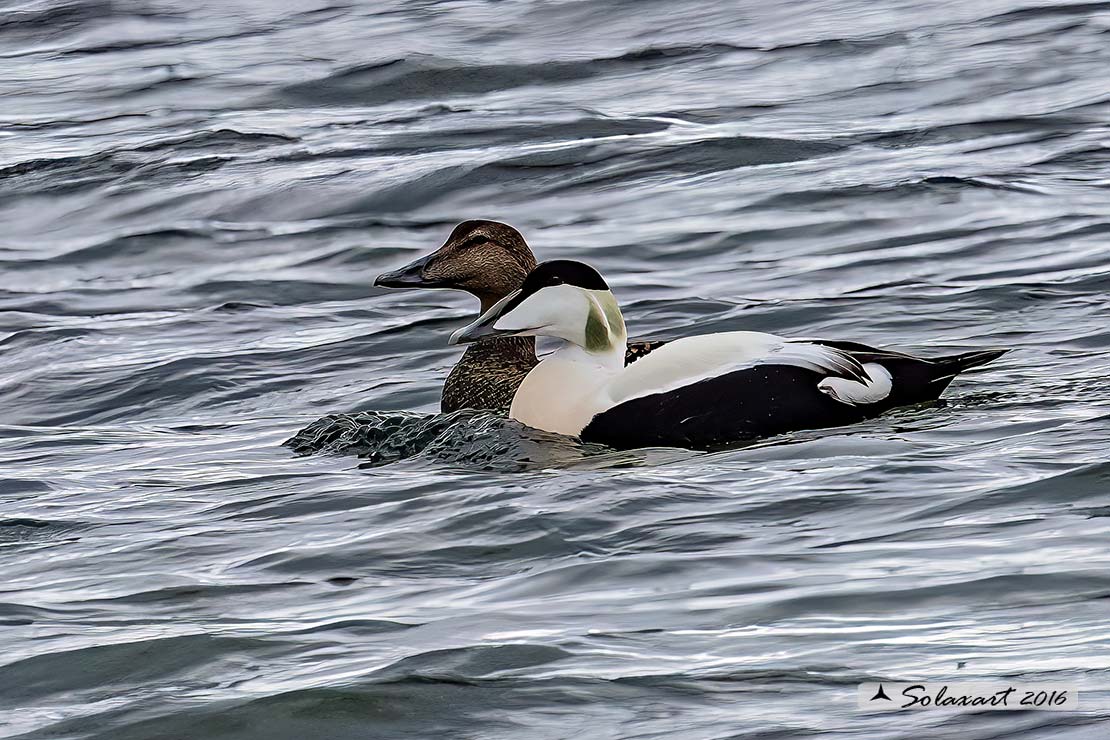 Somateria mollissima: Edredone (maschio); Common eider (male)