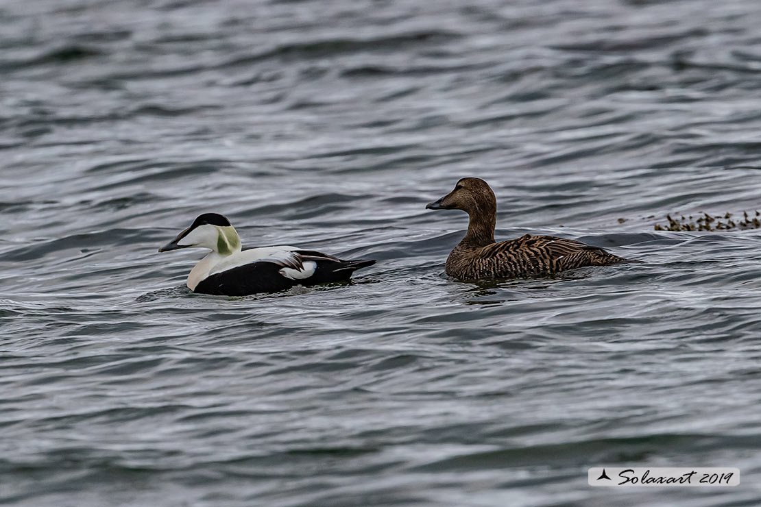 Somateria mollissima: Edredone (maschio); Common eider (male)