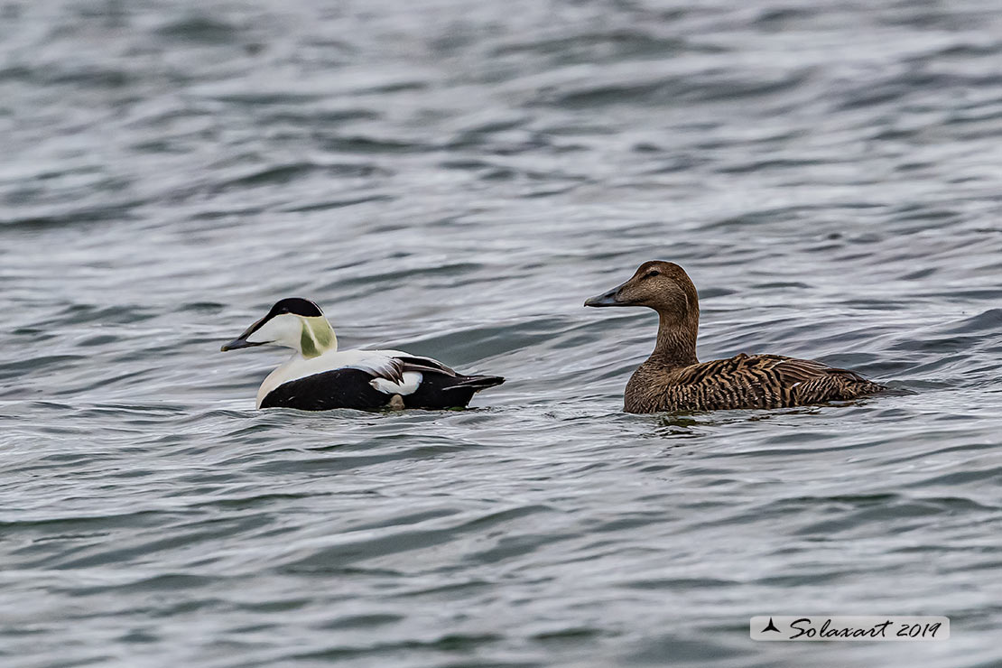Somateria mollissima: Edredone (maschio); Common eider (male)