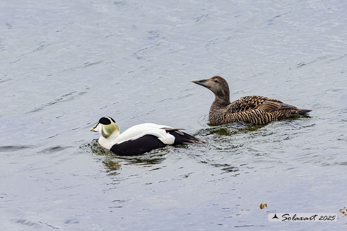 Somateria mollissima: Edredone (maschio); Common eider (male)
