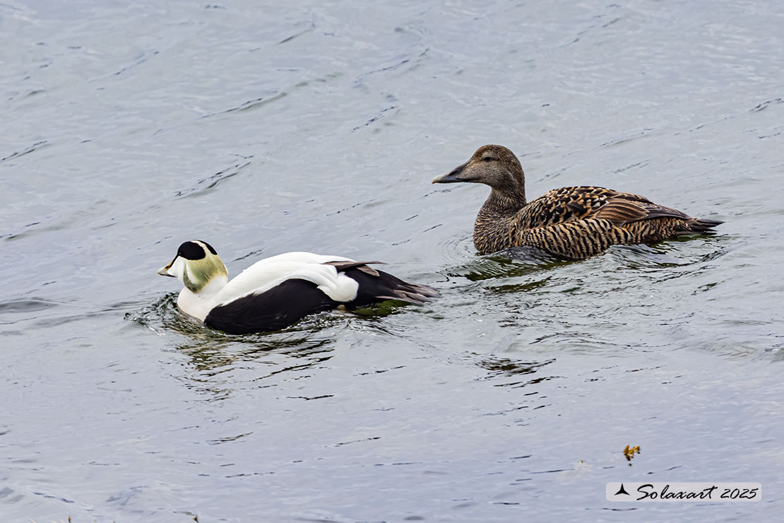 Somateria mollissima: Edredone (maschio); Common eider (male)
