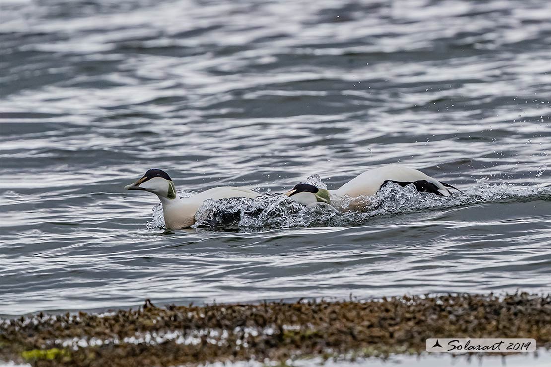 Somateria mollissima: Edredone (maschio); Common eider (male)