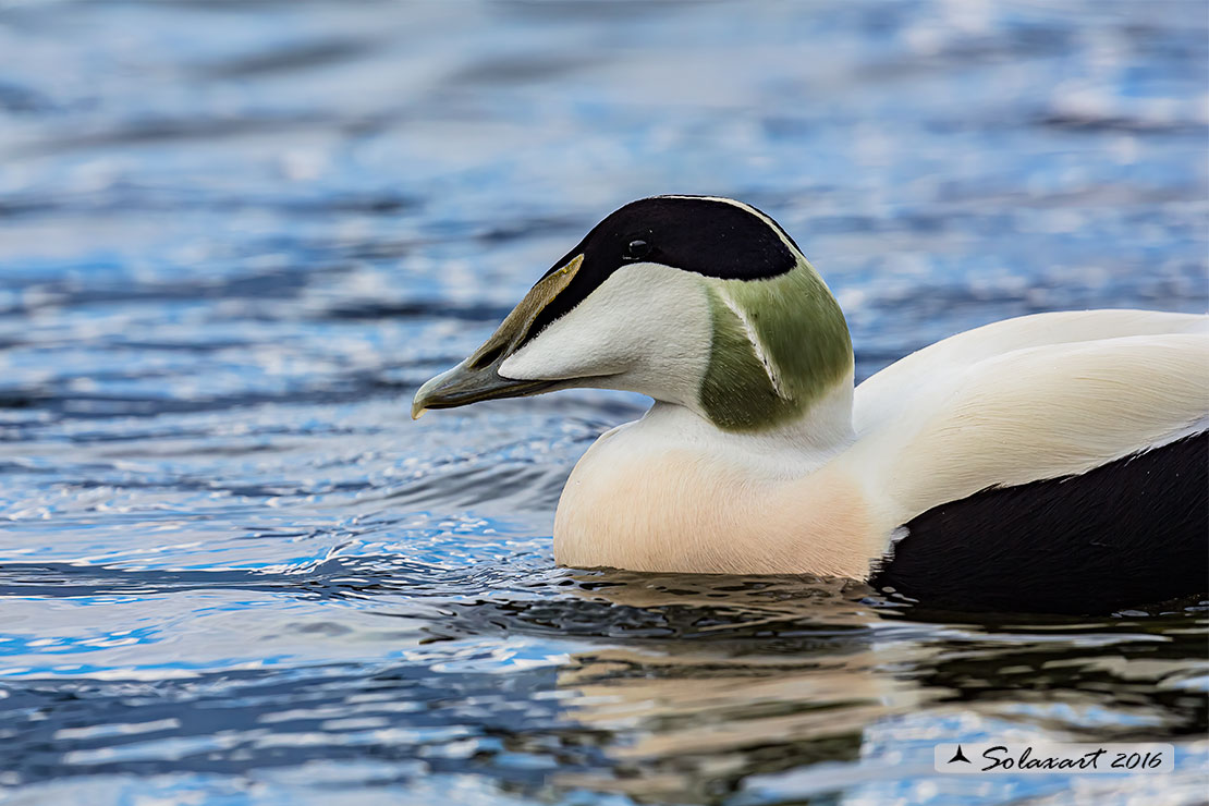 Somateria mollissima: Edredone (maschio); Common eider (male)