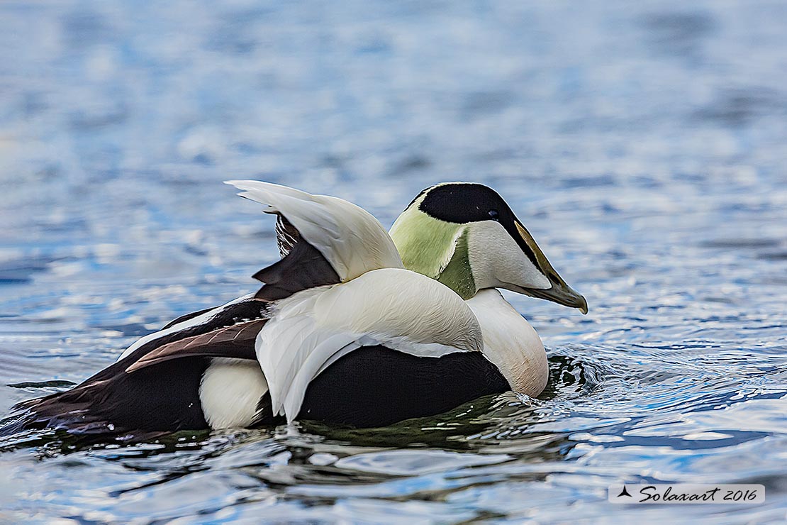 Somateria mollissima: Edredone (maschio); Common eider (male)
