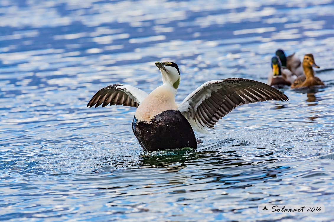 Somateria mollissima: Edredone (maschio); Common eider (male)
