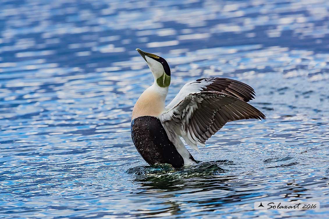 Somateria mollissima: Edredone (maschio); Common eider (male)