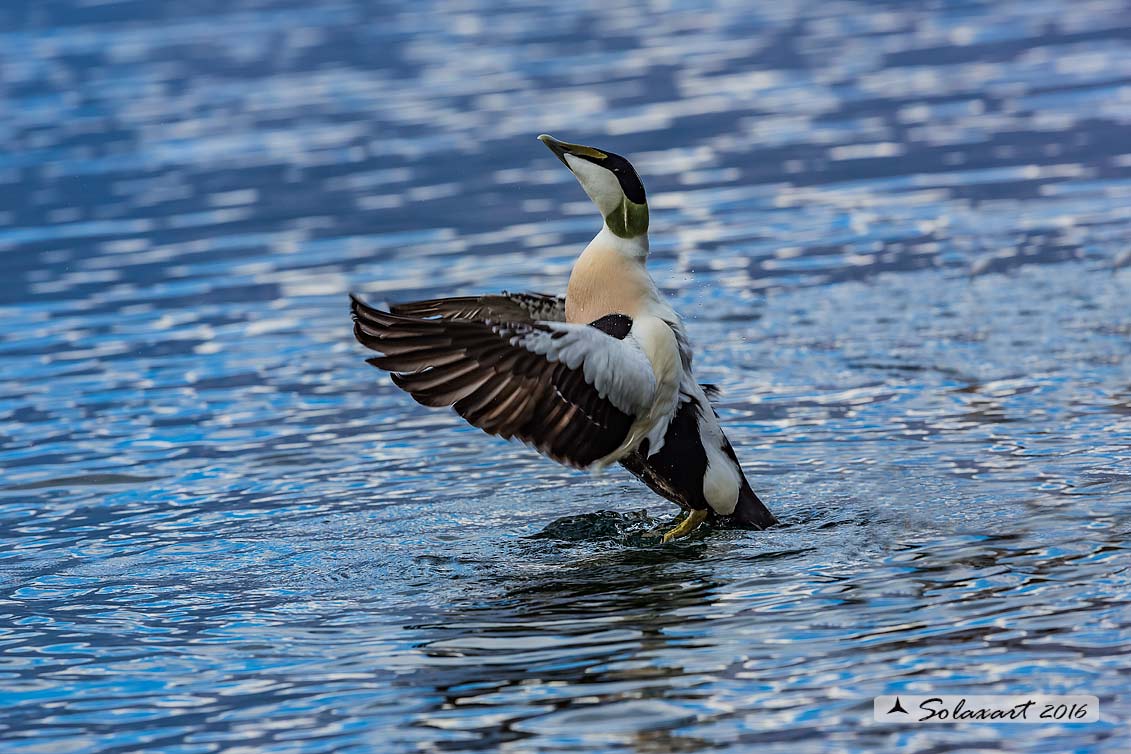 Somateria mollissima: Edredone (maschio); Common eider (male)