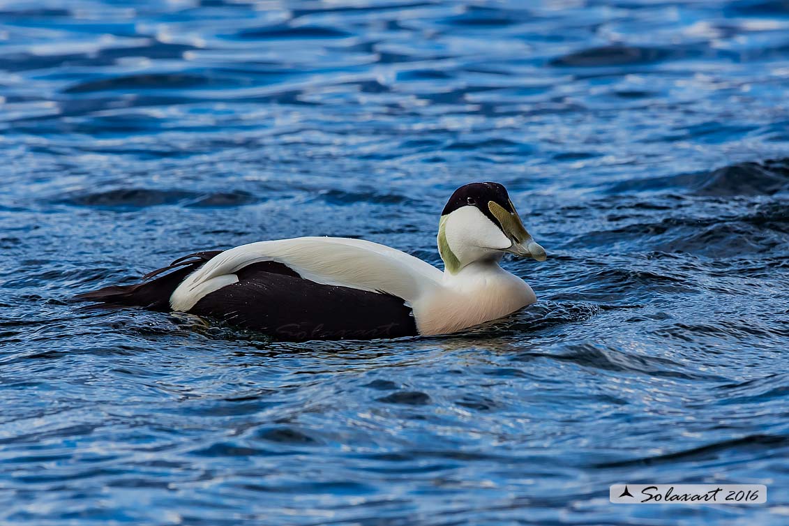 Somateria mollissima: Edredone (maschio); Common eider (male)