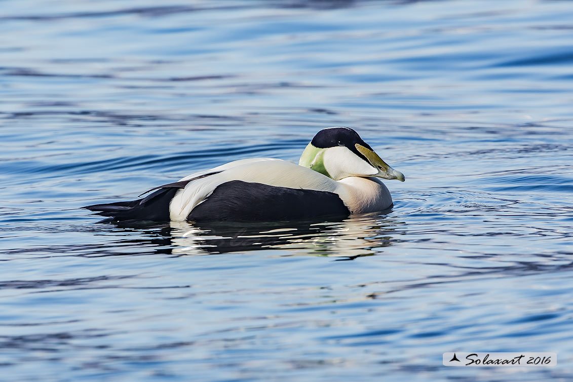 Somateria mollissima: Edredone (maschio); Common eider (male)