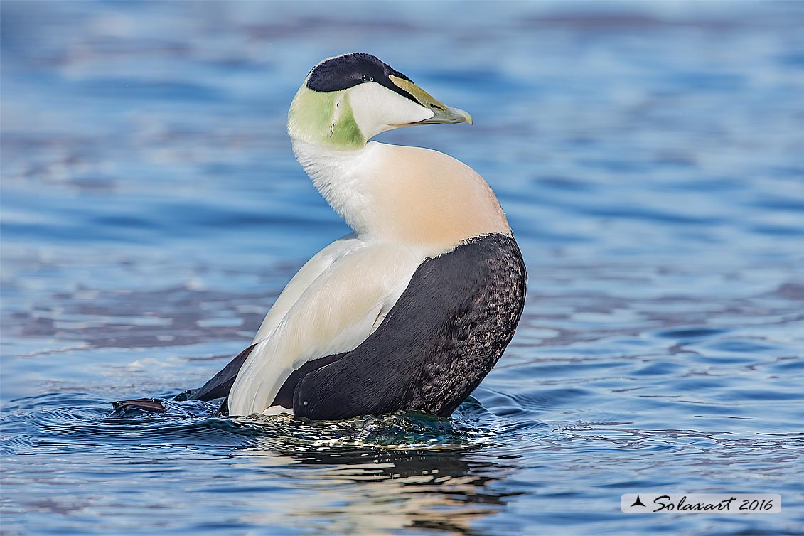 Somateria mollissima: Edredone (maschio); Common eider (male)