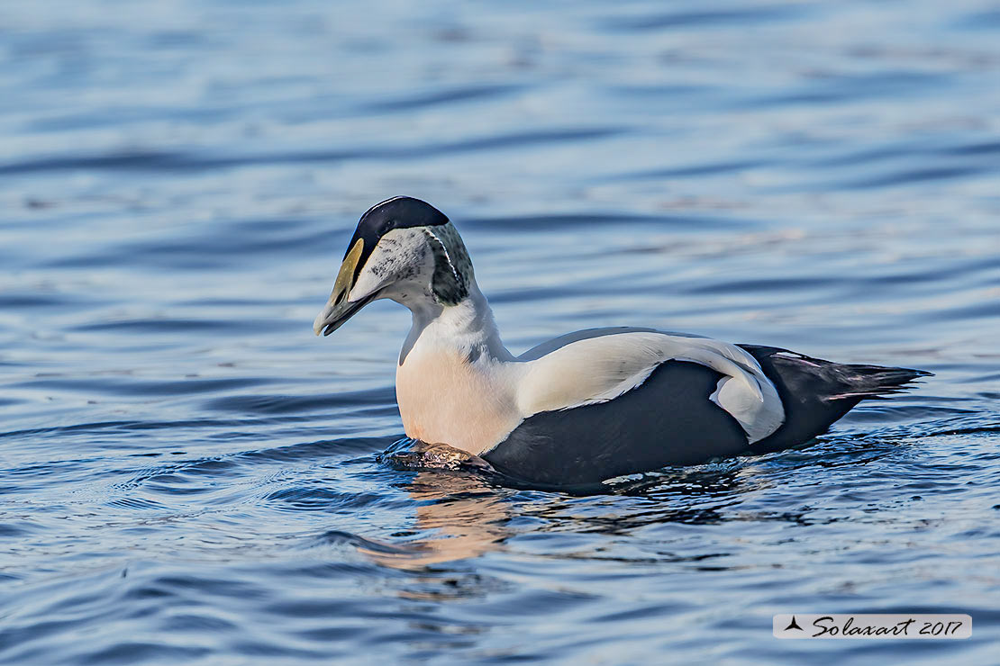 Somateria mollissima: Edredone (maschio); Common eider (male)