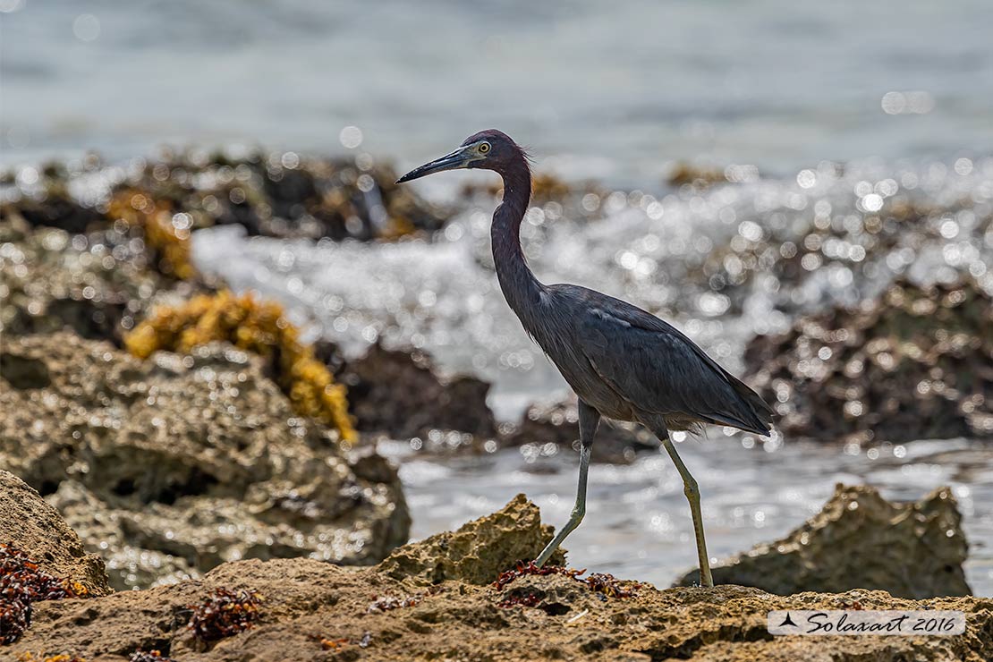 Egretta caerulea :  Airone azzurro minore;  Little Blue Heron
