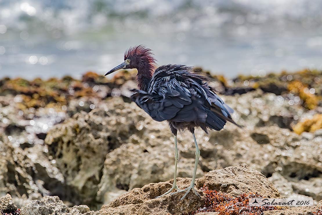 Egretta caerulea :  Airone azzurro minore;  Little Blue Heron