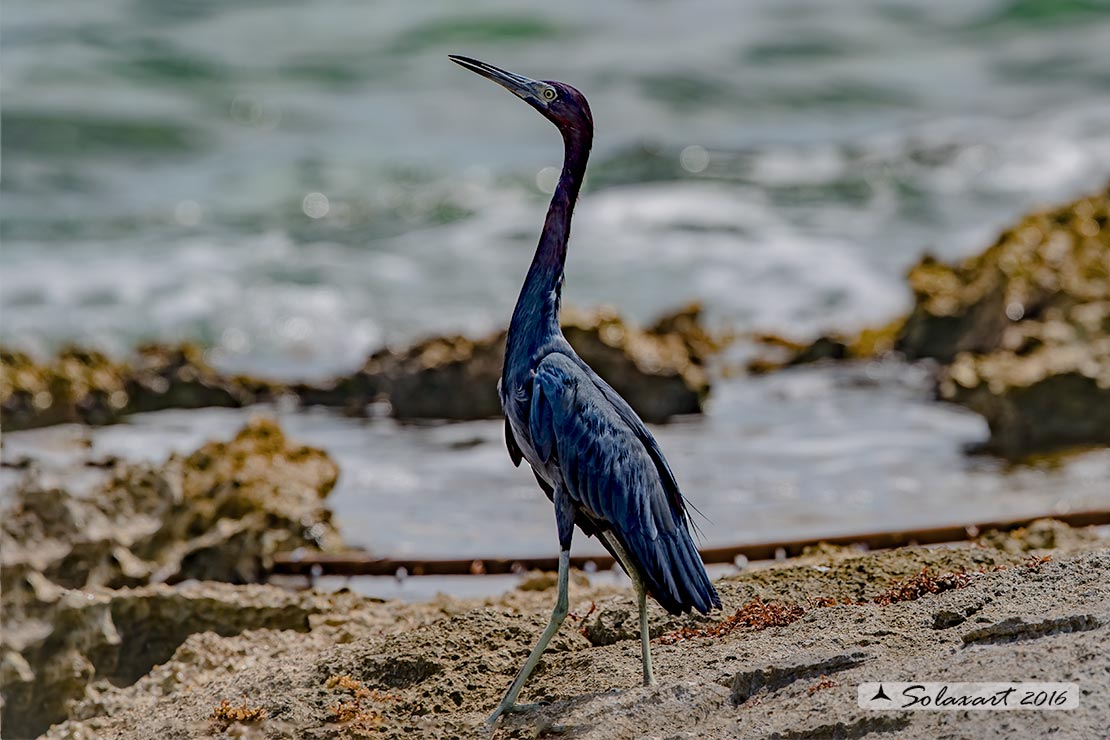 Egretta caerulea :  Airone azzurro minore;  Little Blue Heron