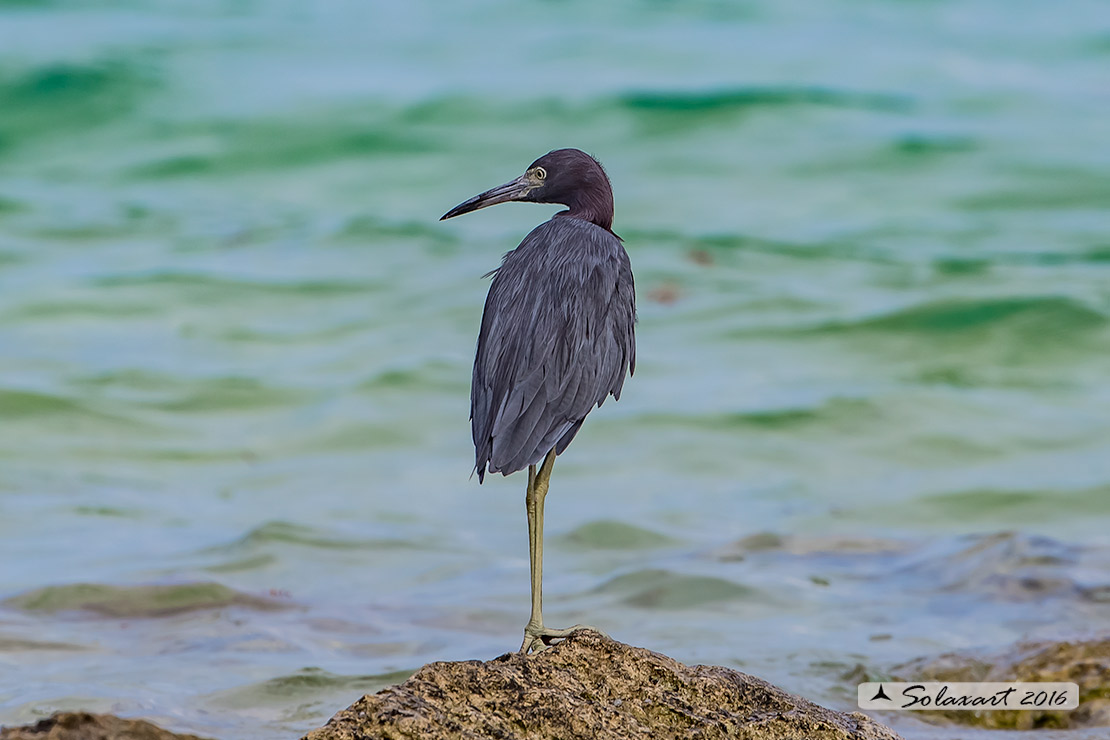 Egretta caerulea :  Airone azzurro minore;  Little Blue Heron