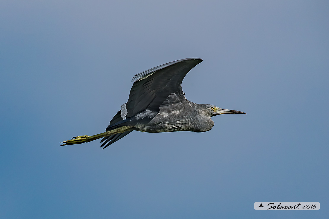 Egretta caerulea :  Airone azzurro minore;  Little Blue Heron